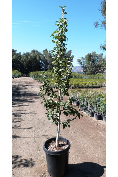 Груша звичайна Лимонка в горщику